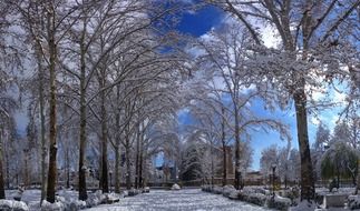 snowy alley in park at sunny morning