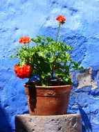 flowerpot with geranium at blue wall