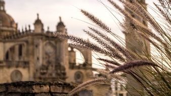 ornamental grass at cathedral, spain, Jerez de La Frontera