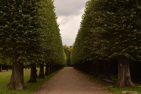 Green trees along the park