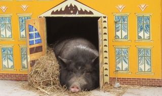 brown pig lays in painted house