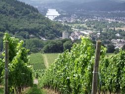 vineyard on hill in countryside at summer, germany, moseltal