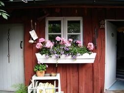 blooming geranium in box at window of wooden building