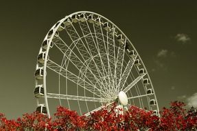 white ferris wheel behind red tree tops at grey sky, england, york