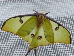 comet moth closeup