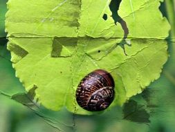 brown snail on green leaf