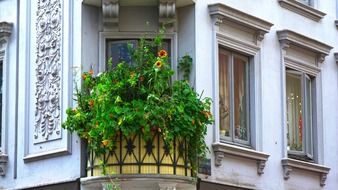 balcony with sunflowers on the facade of the building