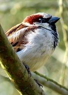 sparrow on a branch close-up on blurred background