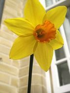 yellow daffodil in front of brick wall