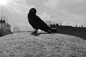 monochrome picture of beautiful black crow