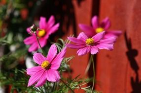 pink flowers in the garden near the fence