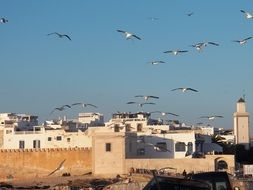 birds over the roofs of houses in Morocco