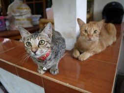 Two small kittens in a house in Bali