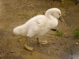 small swan cub