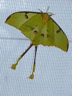 green comet moth butterfly large eyespots