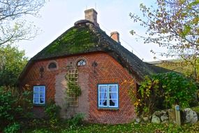 thatched green roof of the house