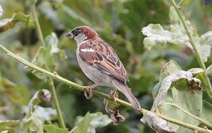 Closeup photo of sparrow sitting on a branch