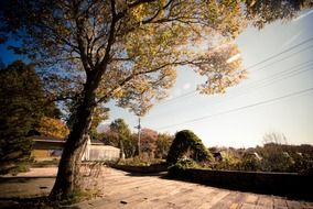 tree on a farm