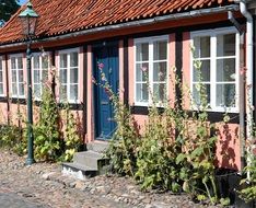 hollyhocks near a log house in Denmark