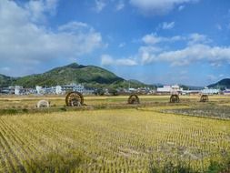 Landscape of the farm field in Sukomo,Japan