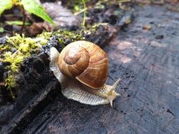 slowly crawling snail