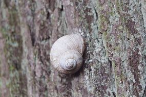 Patterned Snail on a tree