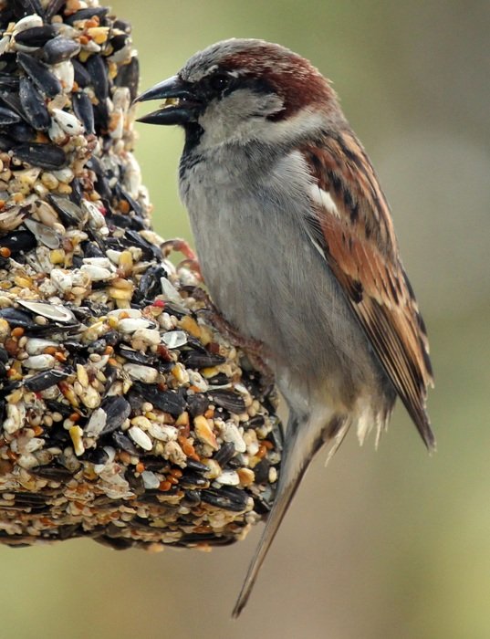 closeup picture of male sparrow sits on birdfeeder