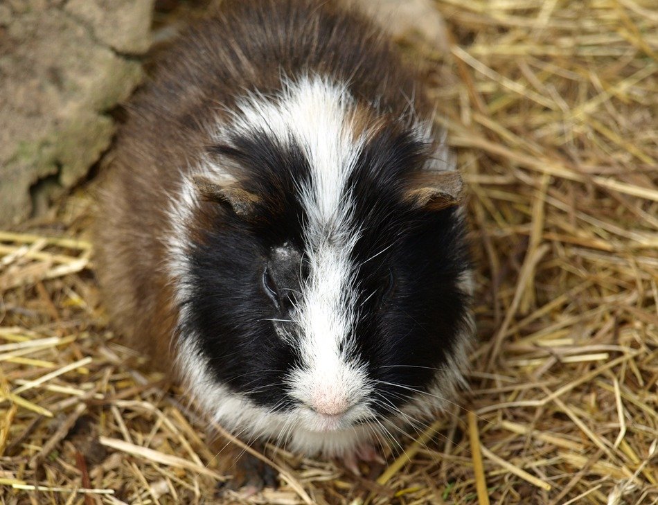 tricolor guinea pig lying on hay