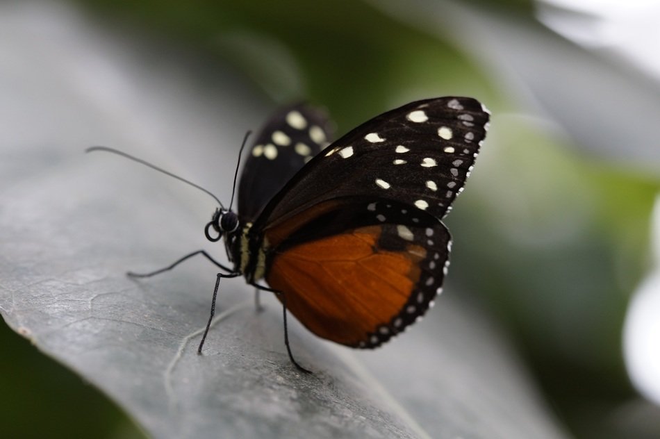 micropicture of monarch butterfly