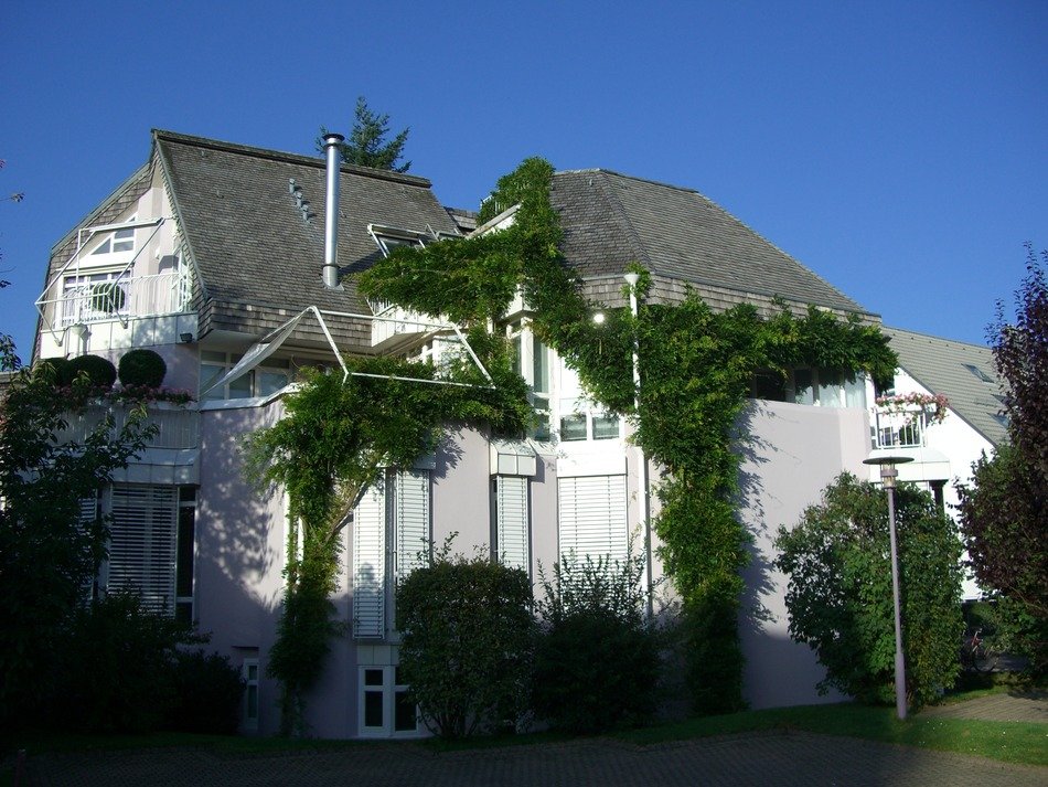 green weaving plant on the wall of the house