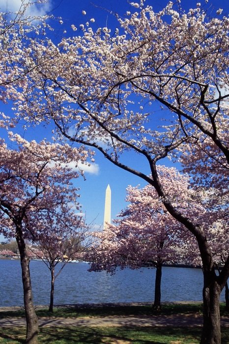 Washington monument behind cherry trees