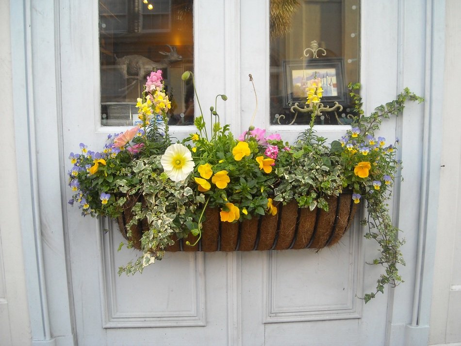 Ekibany with flowers on the window