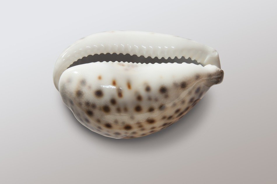 cowrie porzellanschnecke snail