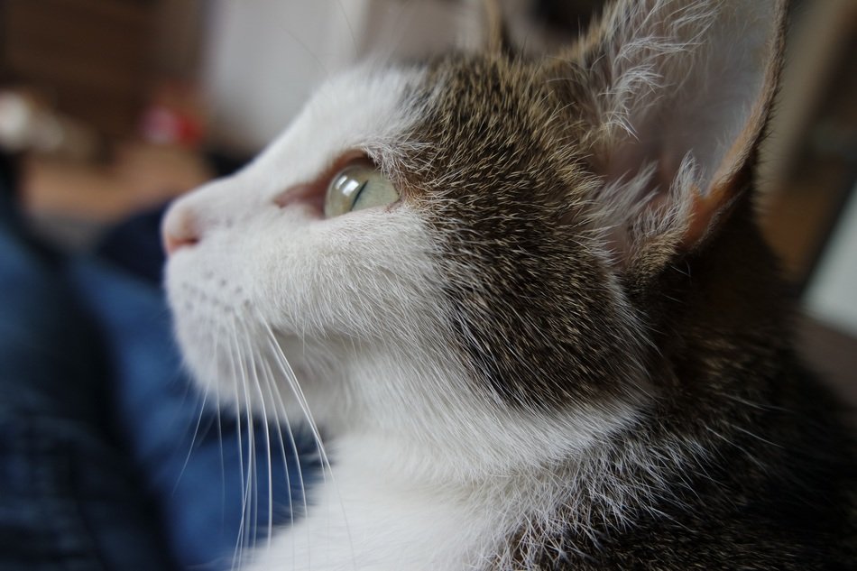 young cat face