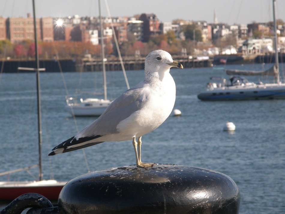 seagull sitting on stump in harbor in view of city