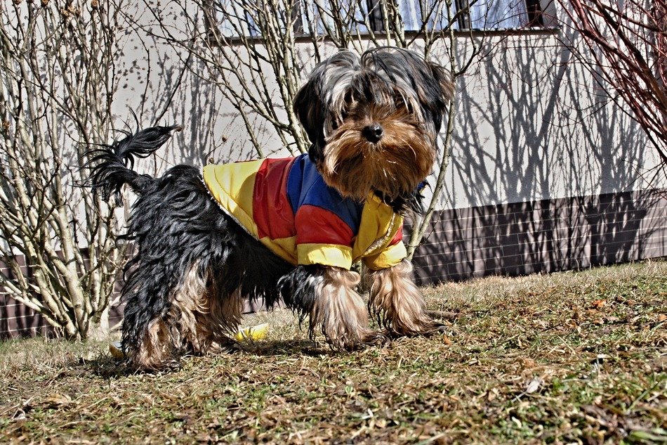 yorkshire dog in bright clothing at house