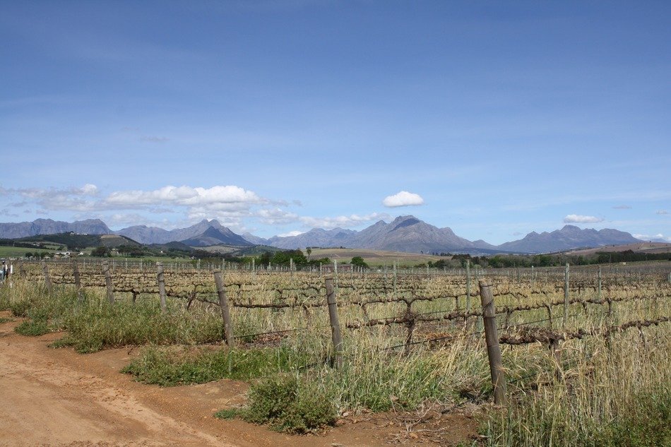 Landscape of vineyards in the background of the mountains in Cape Town