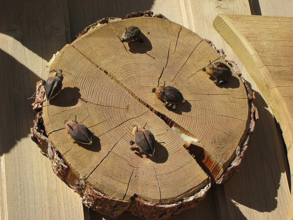 beetles on a log of wood