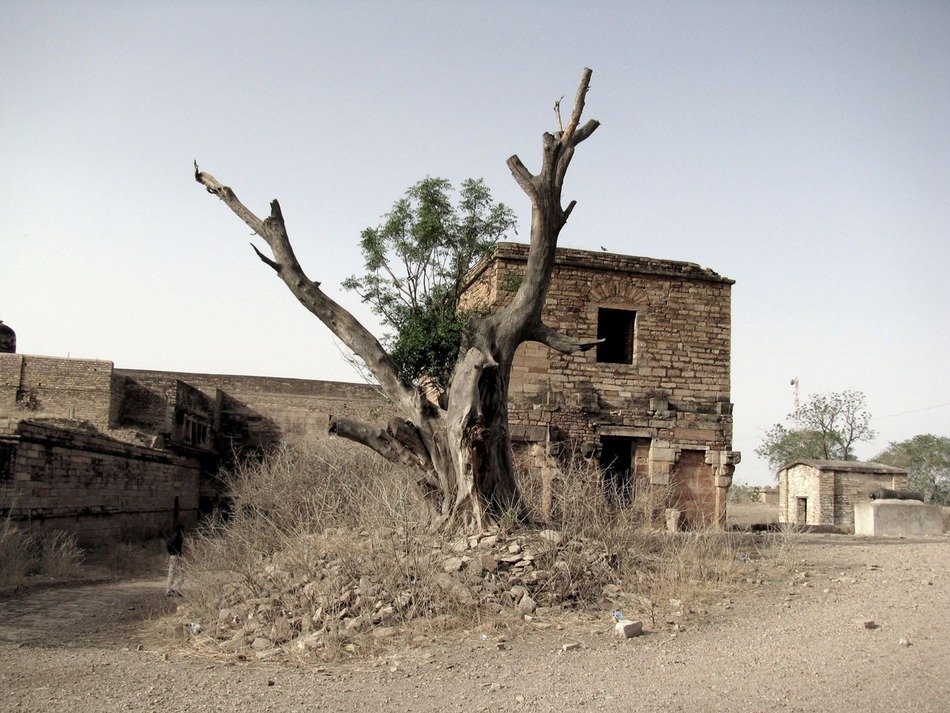 dry tree in fort of ruined building at road