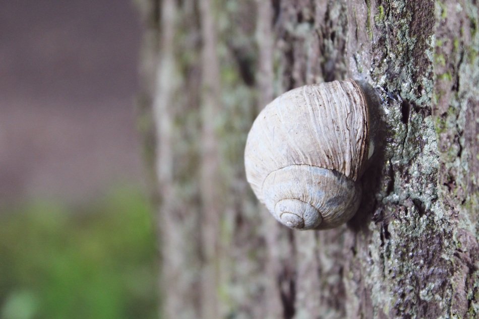 snail shell on bark