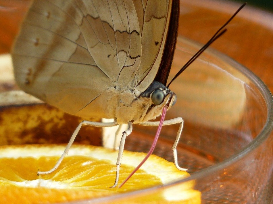 butterfly on sugar water with orange