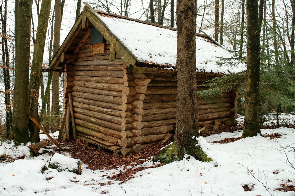 log house in the forest nature