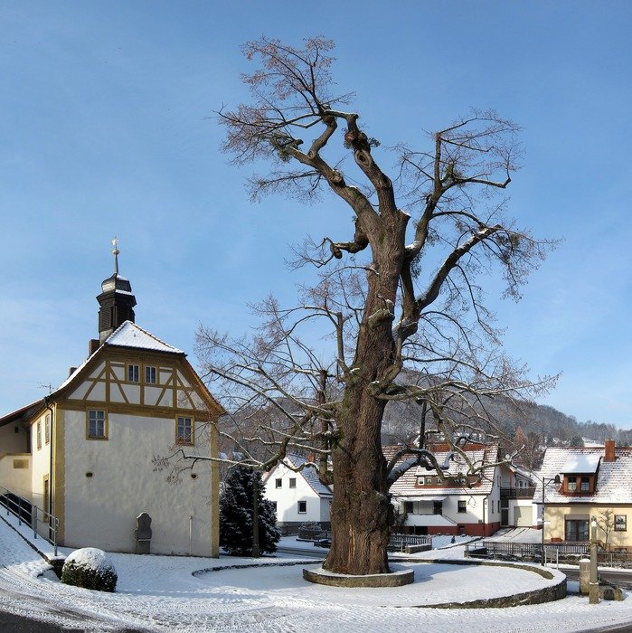 aged linden tree at winter, germany, haselbach, enge