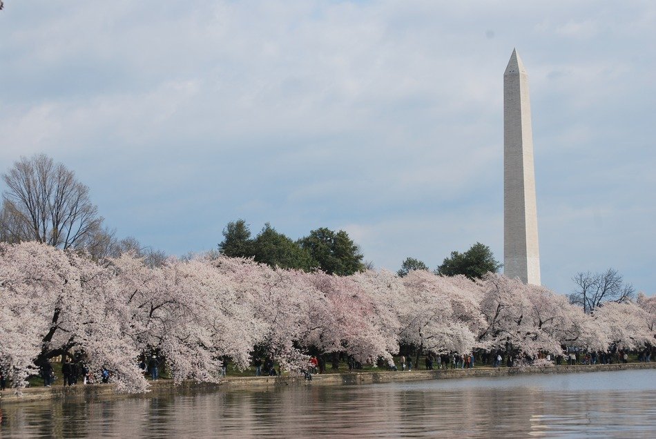 Cherry trees in Washington city