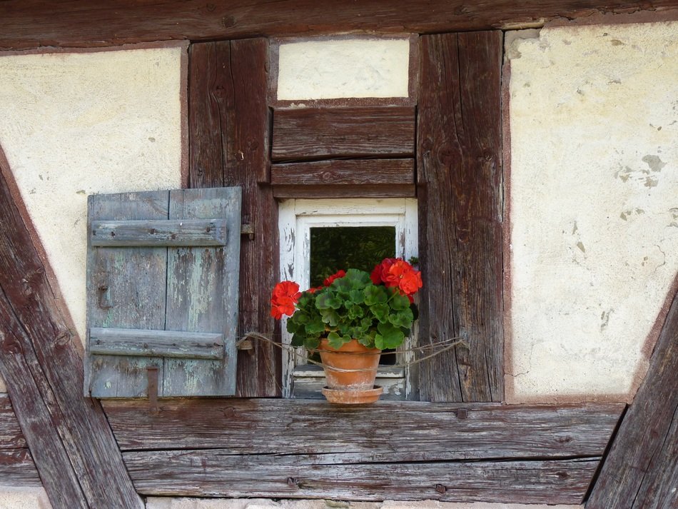 geranium flower at window of old truss building