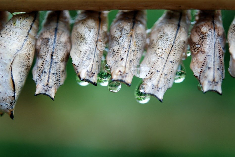 butterfly cocoons and dew drops