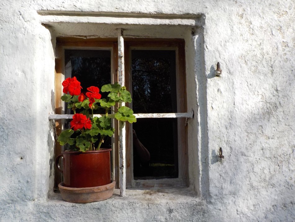 old house window with red flower