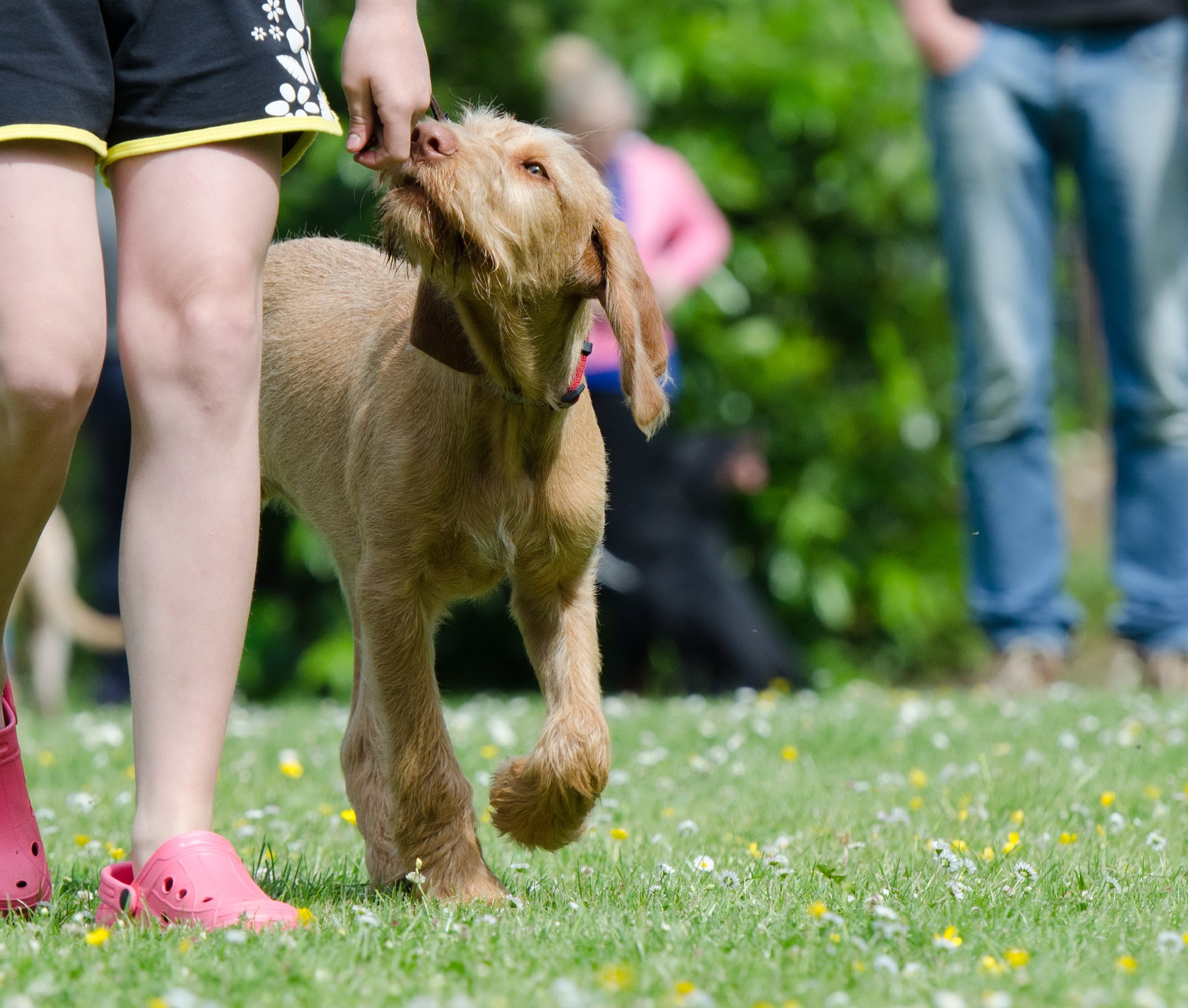 Dog school. Школа для собак. Достоинства животных. Идеальная прогулка с собакой. Дрессировка глухих собак.