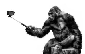 Drawing of gorilla making a selfie