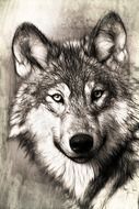 portrait of wolf head